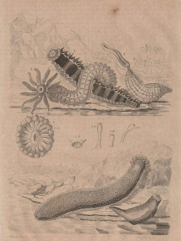 SEA CUCUMBERS. Holoturies (holothurians) 1834 old antique print picture